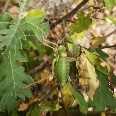 Ephippiger ephippiger