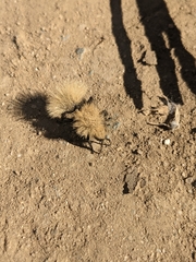 Dasymutilla sackenii