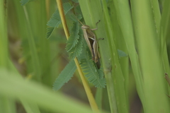 Stenocatantops splendens
