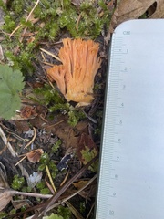 Ramaria anziana