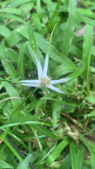 Rhynchospora colorata