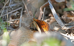 Argynnis niobe