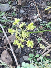 Cymopterus lemmonii