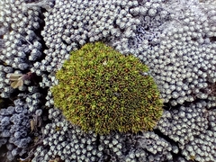 Colobanthus brevisepalus