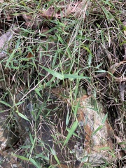 Ottochloa gracillima