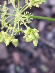Cymopterus lemmonii