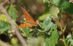Argynnis niobe