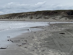 Larus dominicanus dominicanus
