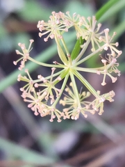 Cymopterus lemmonii