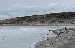 Larus dominicanus dominicanus