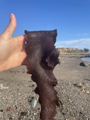 Chondracanthus exasperatus