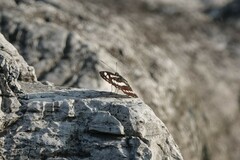 Limenitidinae
