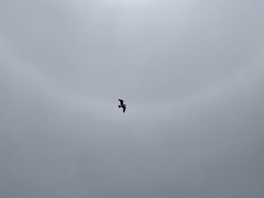 Larus dominicanus dominicanus