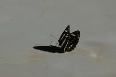 Limenitidinae