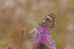 Melanargia occitanica