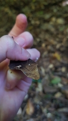 Gloiocephala