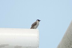 Pycnonotus aurigaster