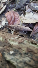 Gloiocephala