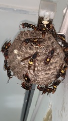 Polistes sagittarius