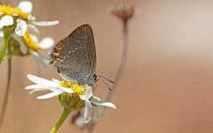 Satyrium acaciae