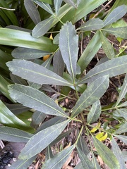 Pseudopanax crassifolius × lessonii