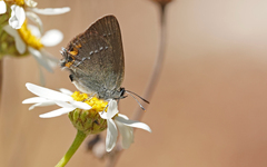 Satyrium acaciae