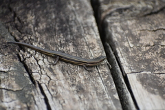 Pseudemoia rawlinsoni