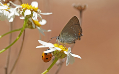Satyrium acaciae