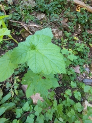 Rubus neomexicanus
