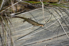 Pseudemoia rawlinsoni