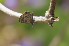 Leptotes