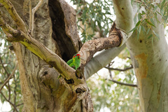 Glossopsitta concinna