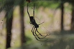 Trichonephila inaurata