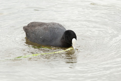 Fulica atra australis