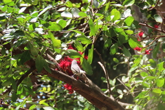 Zosterops mauritianus