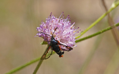 Pyropteron chrysidiforme