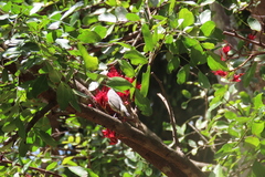 Zosterops mauritianus