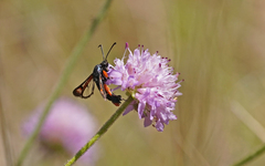 Pyropteron chrysidiforme