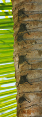 Rhynchonycteris naso