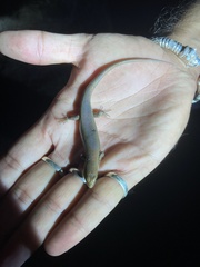 Eutropis