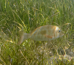 Lethrinus harak