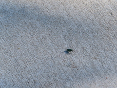 Cicindela sexguttata