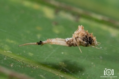 Uloborus campestratus