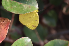 Eurema floricola