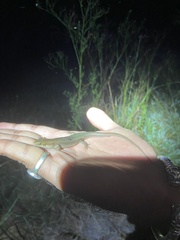 Eutropis