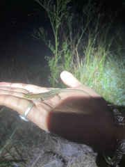 Eutropis
