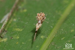 Uloborus campestratus