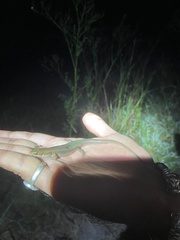 Eutropis