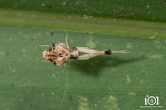 Uloborus campestratus