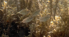 Siganus spinus
